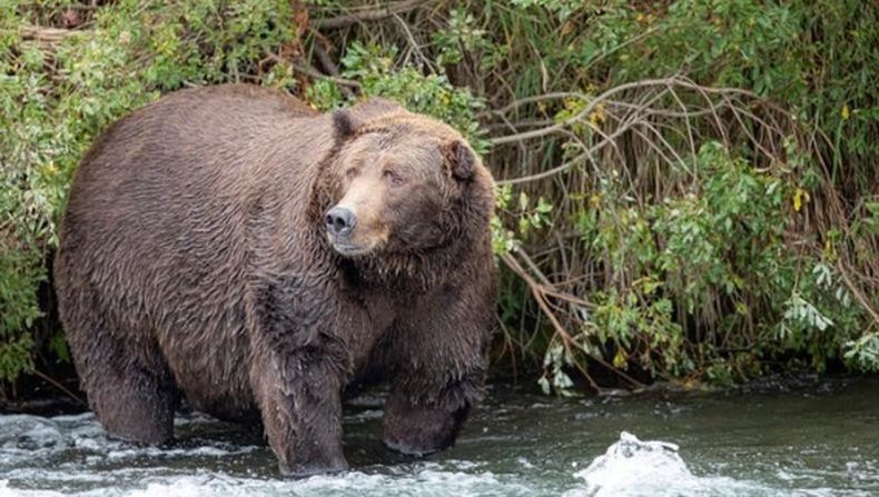 Turis Prancis Diserang Beruang saat Lari Pagi dekat Danau, Tubuh Luka-Luka