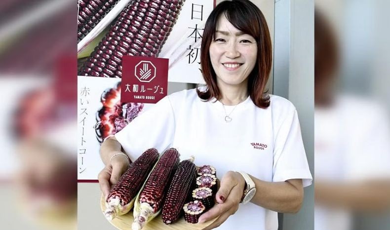 Viral, Jagung Ini Berwarna Merah dan Manis Hasil Perusahaan Bibit Jepang