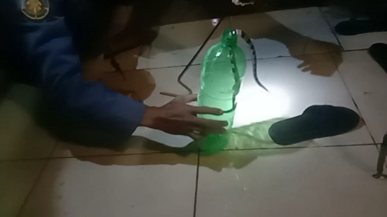 Lagi Perdalam Sumur, Warga Bogor Kaget Lihat Ular Weling