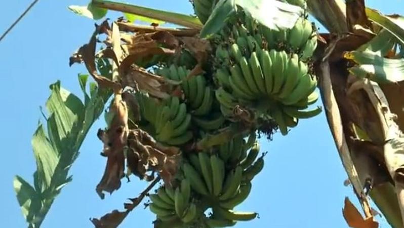 Heboh Pohon Pisang Bertandan 3 di Grobogan Dikaitkan Caleg sebagai Lambang Kemenangan 