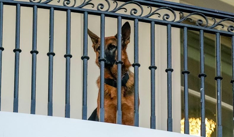 Gigit Paspampres, Anjing Joe Biden Commander Diusir dari Gedung Putih