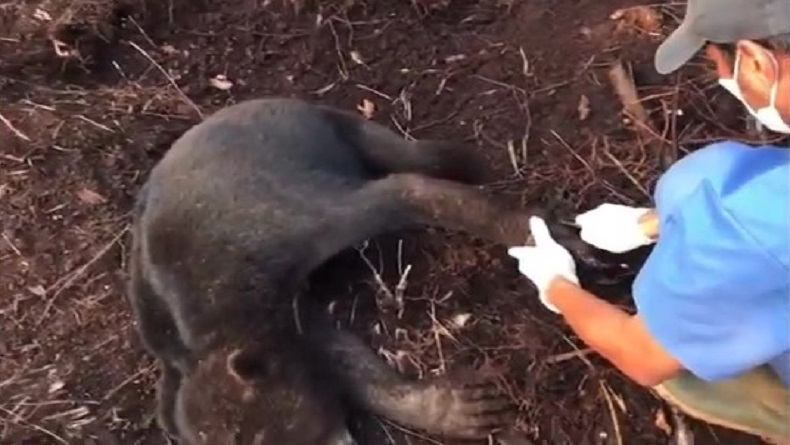 3 Hari Anak Beruang Madu Terjerat Perangkap Babi di Sampit, Beruntung Terselamatkan
