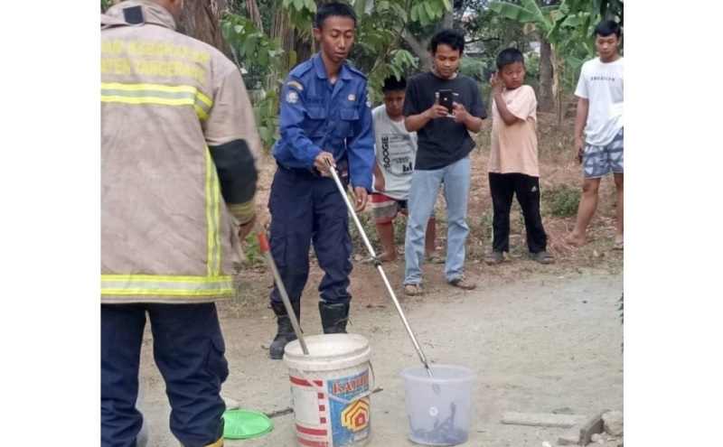 Merinding, Puluhan Ular Kobra Bersarang di Lemari Rumah Warga Tangerang 