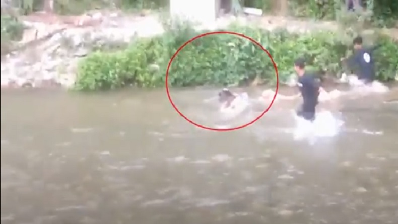 Ngeri, Babi Hutan Masuk Kampung hingga Lukai Warga di Madina