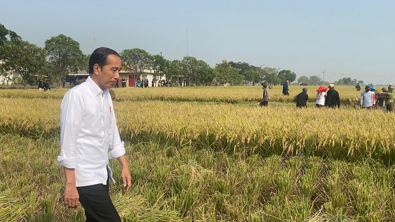 Jokowi Panen Raya di Subang Tanpa Didampingi Syahrul Yasin Limpo