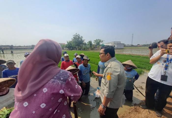 Plt Mentan Blusukan ke Sawah di Karawang, Dialog dengan Petani