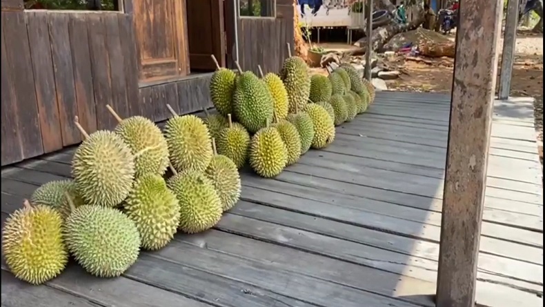 Berkah Kemarau Panjang bagi Desa Bi'ih Kalsel, Petani Panen Durian Melimpah