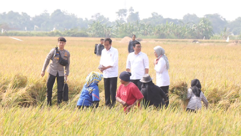 Presiden Jokowi Panen Raya Padi di Indramayu, Pastikan Stok Beras Nasional Aman