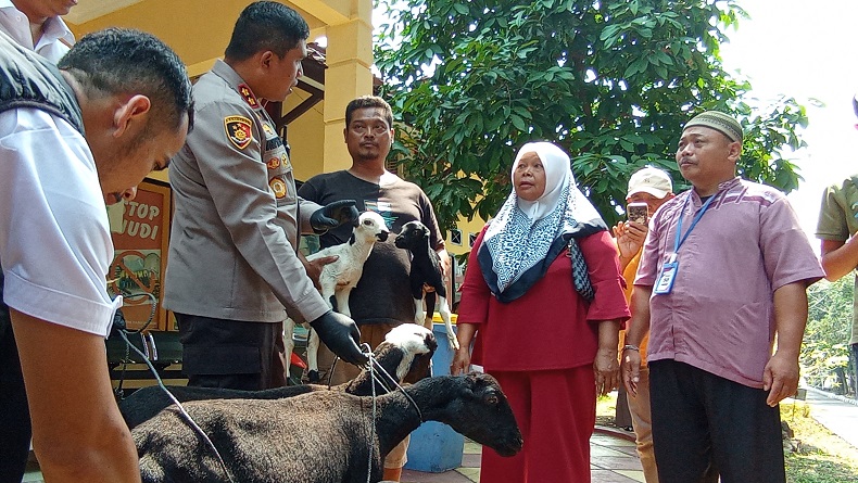 Bahagianya Warga Sukabumi, Domba Hilang 2 Ekor Kembali Malah Bertambah