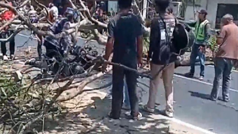 Nahas, Pengendara Motor Tewas Tertimpa Pohon di Kawasan Wisata Lembang KBB