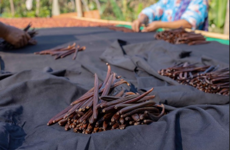 RI Jadi Produsen Vanili Terbesar Kedua di Dunia, Simak Potensinya