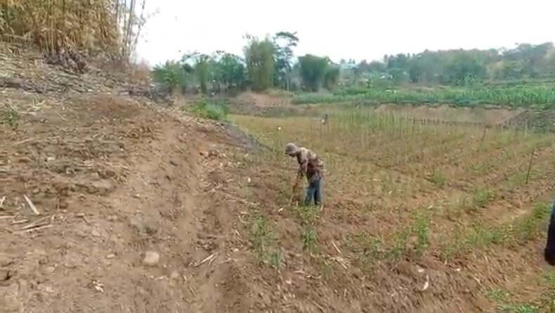 Waduk Saguling KBB Kering saat Kemarau, Disulap Warga Jadi Lahan Pertanian