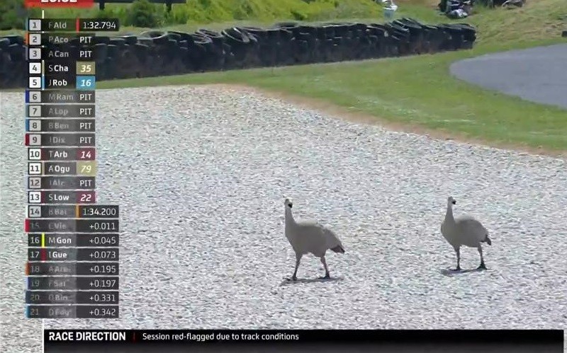 Bikin Ngakak! Sesi FP1 Moto2 Australia Dihentikan Gara-Gara Sepasang Angsa