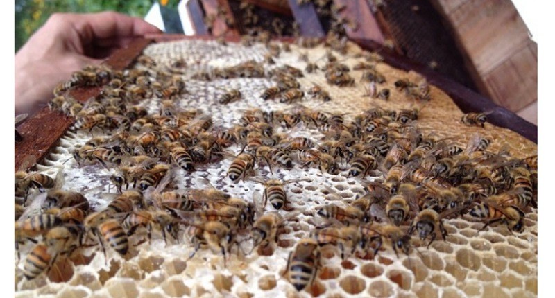 5 Agrowisata di Malang untuk Liburan Akhir Pekan, Ada Wisata Petik Madu!