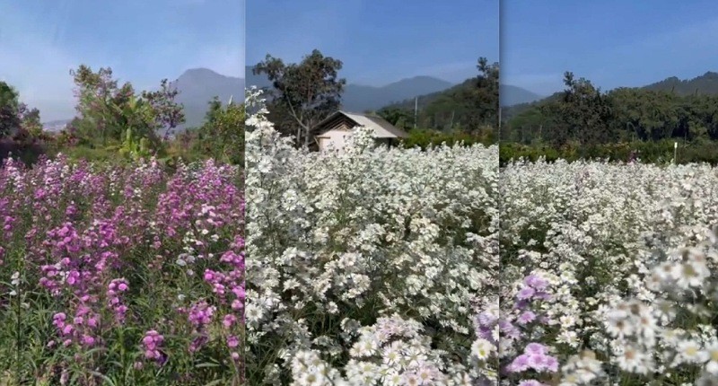 Kampung Unik di Kota Batu, Desa Kecilnya Ada Pemandangan Kebun Bunga Mirip di Jepang