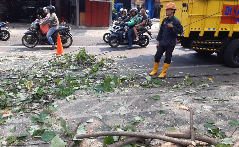 Kronologi 2 Pemotor di Malang Tertimpa Pohon Tumbang, Bahu dan Lengan Patah