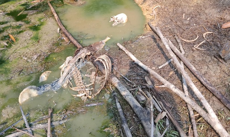 Kerangka Manusia di Jasinga Bogor Diduga Berjenis Kelamin Laki-Laki