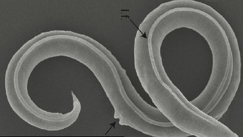 Mampu Bertahan di Lingkungan Ekstrem, Cacing Purba Hidup Kembali Setelah 46.000 Tahun Membeku
