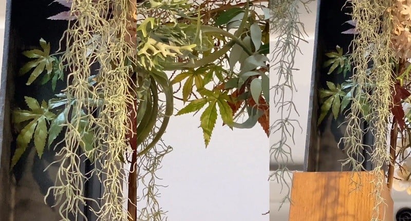 Viral, Igor Saykoji Nemu Tanaman Mirip Daun Ganja di Restoran, Netizen: Singkong Apa Pepaya?