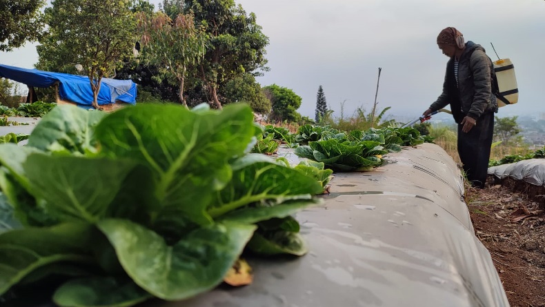 Cukup Pakai KTP, Petani Bisa Dapat Pupuk Bersubsidi  