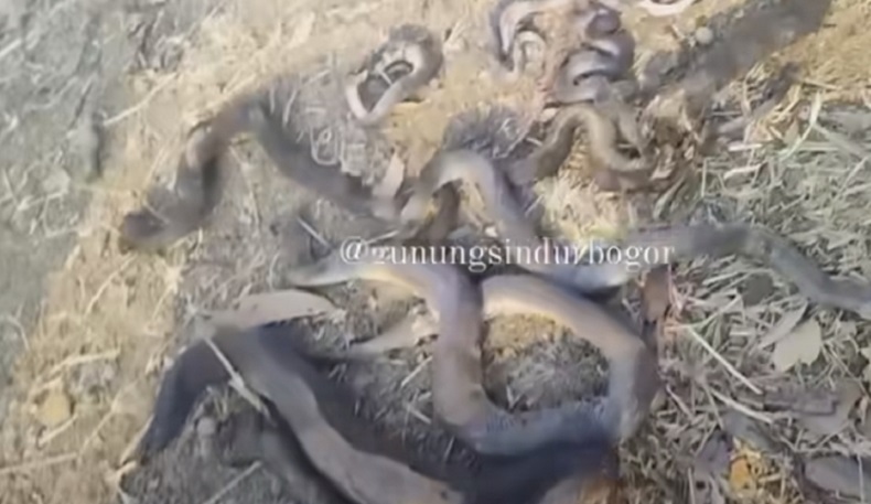 5 Arti Mimpi Dililit Ular Besar, Salah Satunya Pertanda Karma