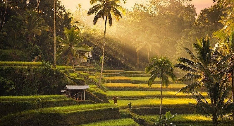 5 Desa Wisata di Bali Punya Suasana Menakjubkan, Ada Pemandangan Sawah seperti Lukisan 