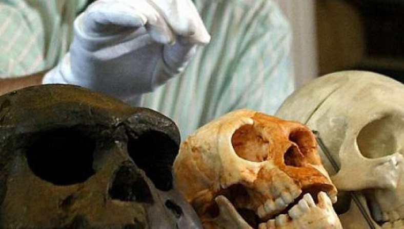 Berikut 4 Teori Asal-Usul Nenek Moyang Bangsa Indonesia