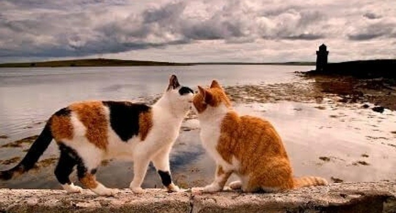 Viral Bapak Kos di Semarang Makan Daging Kucing untuk Diabetes, Dokter Ungkap Faktanya!