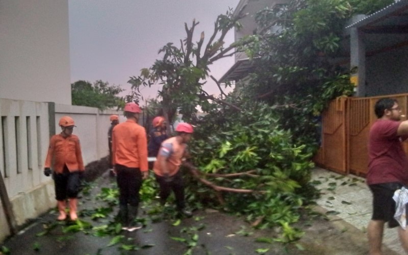 Kota Bogor Dilanda 22 Bencana akibat Hujan dan Angin Kencang, Mayoritas Pohon Tumbang