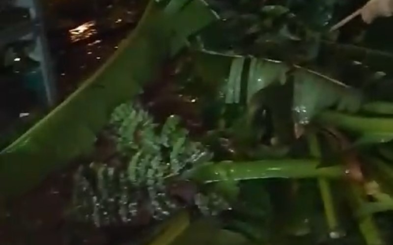 Hujan Lebat Landa Pamulang Tangsel, Pohon Pisang Bertumbangan