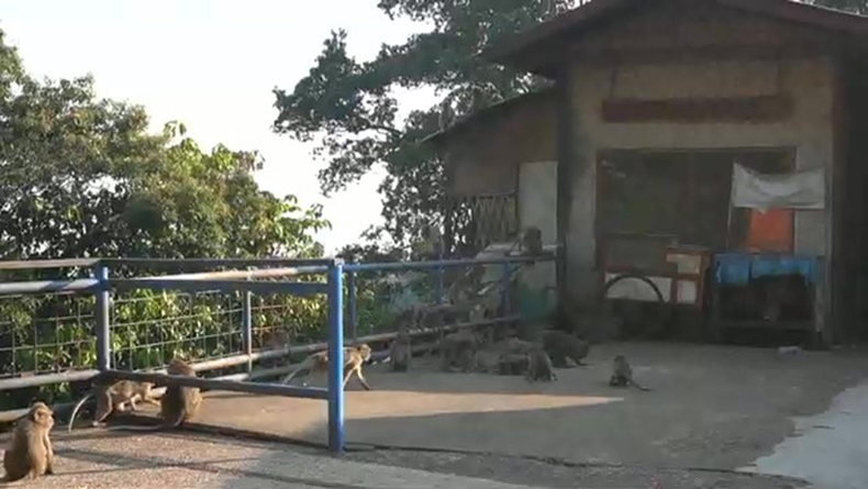 Diduga Kelaparan, Kawanan Monyet Ekor Panjang Turun ke Jalan Kolonel Masturi KBB