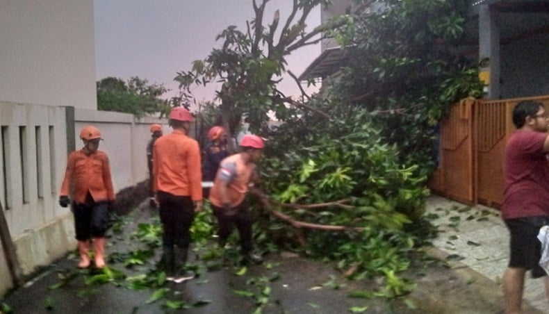 Pohon Tumbang Timpa Atap Rumah dan Mobil di Bogor