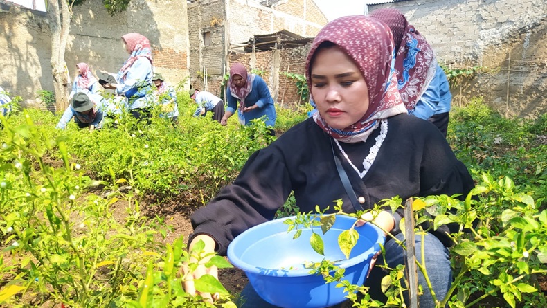 Antisipasi Fluktuasi Harga, Warga Bandung Bakal Tanam Cabai