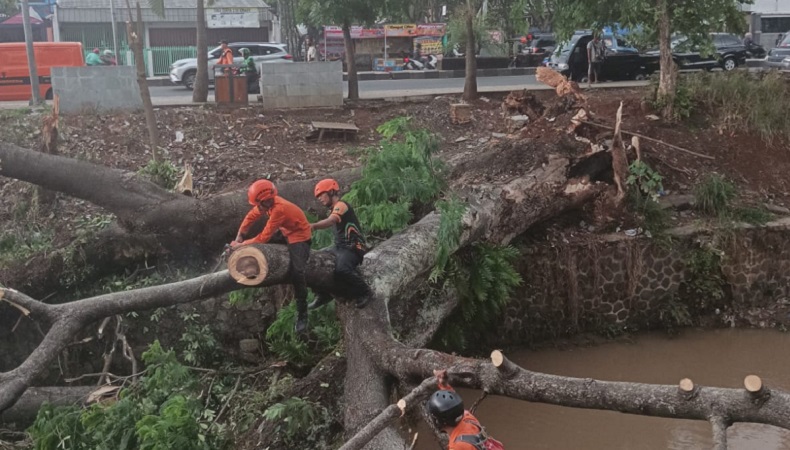 Pohon Tumbang akibat Hujan di Jalan Raya Bogor-Jakarta, Timpa 1 Mobil