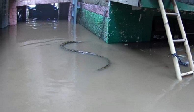 Ngeri, Ular Besar Muncul di Lokasi Banjir Jatinegara 