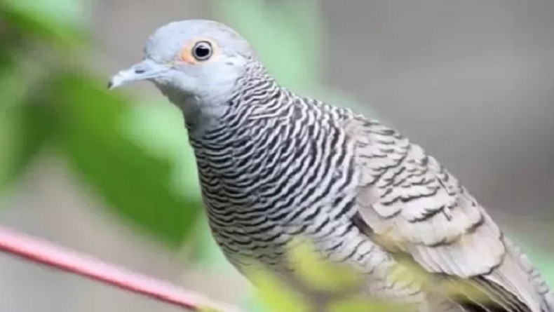 Sering Dianggap Sepele, Mendengar Kicau Burung Ternyata Bikin Hati Gembira