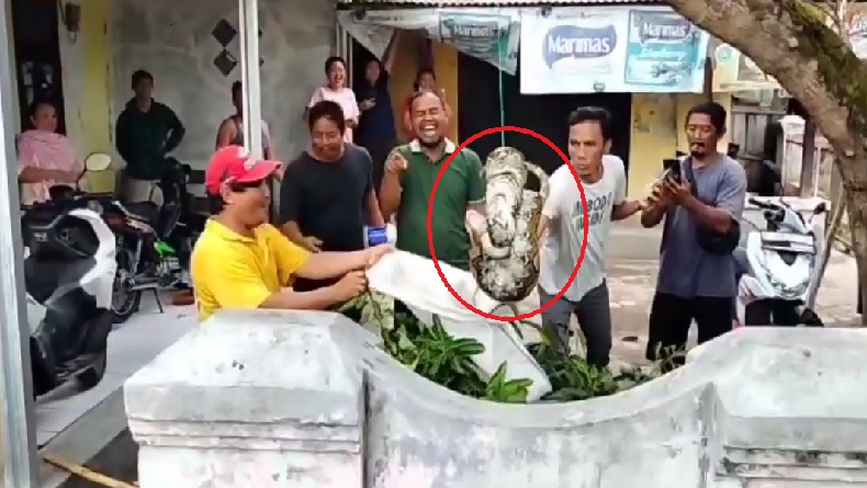 Heboh, Ular Sanca 4 Meter Melilit Dahan Pohon Mangga di Mundupesisir Cirebon