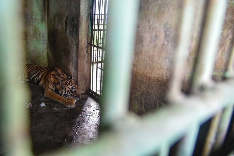 Miris, Harimau Sumatera Nurhaliza Mati di Medan Zoo