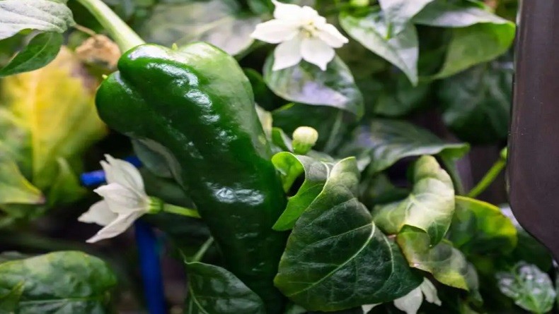 Pertanian Bulan Segera Terwujud, Gravitasi Rendah Bisa Bermanfaat untuk Pertumbuhan Tanaman