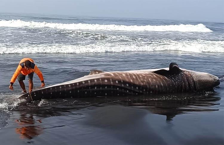 Hiu Paus Mati Terdampar di Pantai Garongan Kulonprogo