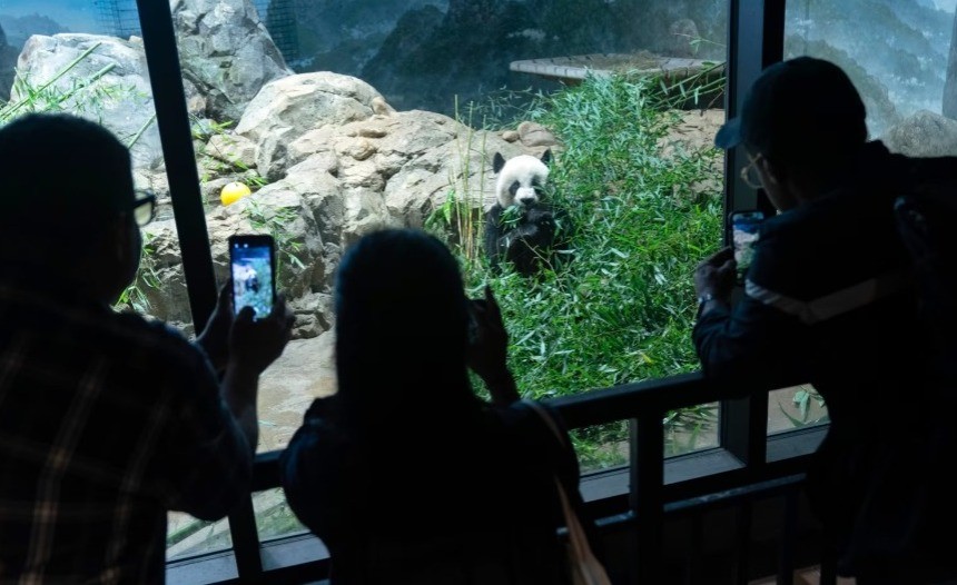 Hubungan Retak dengan AS, China Tarik 3 Panda di Taman Nasional Washington