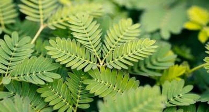 Cara Mengolah Daun Putri Malu untuk Pria, Ternyata Bisa Dibuat Teh