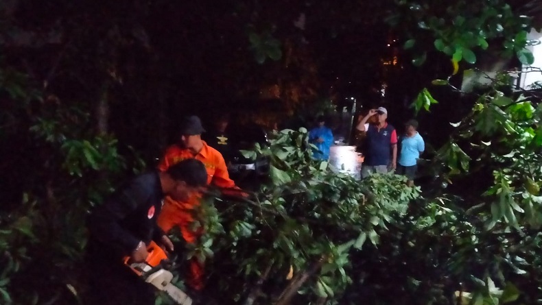 Hujan Deras Disertai Angin Kencang di Bogor, Sejumlah Pohon Tumbang