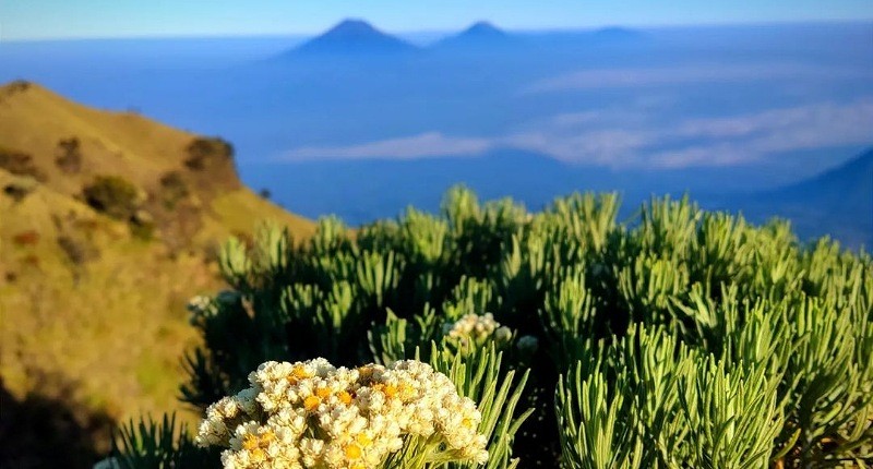 Surga Tersembunyi di Garut Punya Pemandangan Cantik Padang Edelweis Layaknya Surga 