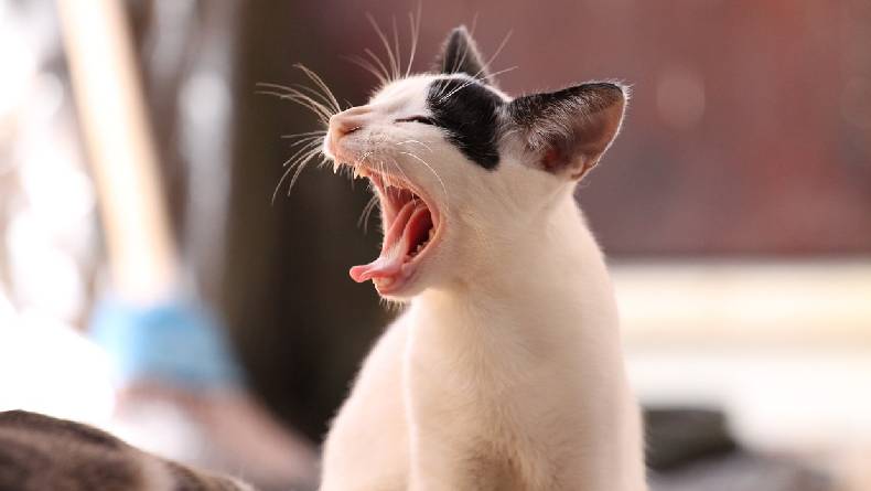 Contoh Kalimat dengan Kata Menguap 