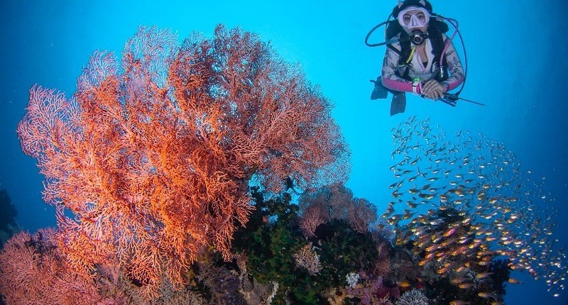 Surga Tersembunyi di Tondano, di Tengah Hutan Ada Mata Air Alami Dijadikan Tempat Snorkeling
