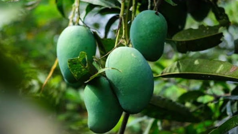 Sukabumi Panen Raya Buah Mangga, Harga Anjlok hingga Rp2.000-4.000 per Kg