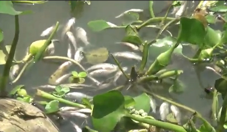 Ribuan Ikan di Sungai Bengawan Solo Bojonegoro Mati, Diduga Tercemar Limbah