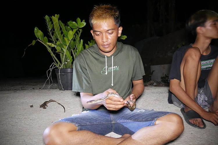 Teror Ular Sanca Resahkan Warga Patuk Gunungkidul, Sepekan Warga Tangkap 10 Ekor