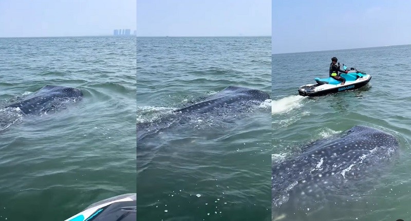 Viral, Muncul Hiu Paus Tutul di Laut Jakarta, Netizen: Keren, Kepulauan Seribu Saja Belum Ada